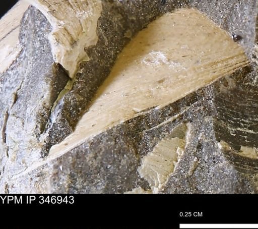 Limopsis striatopunctatus