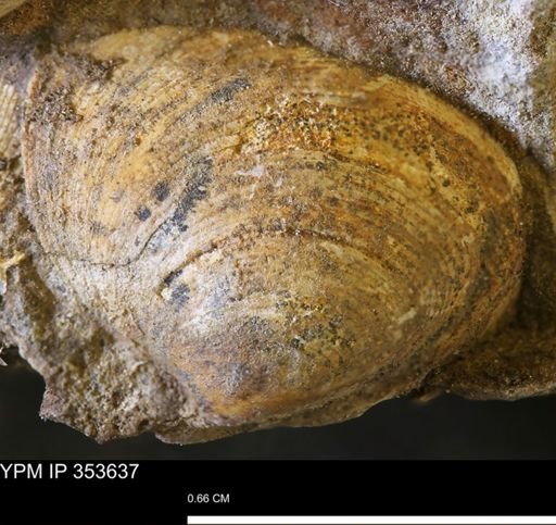 Limopsis striatopunctatus