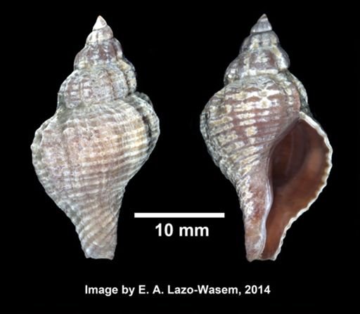 Urosalpinx cinerea
