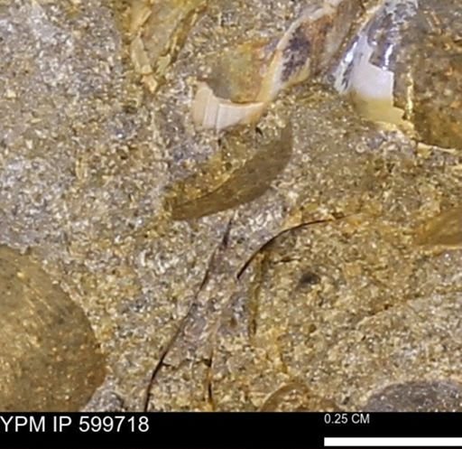 Protocardia subquadrata