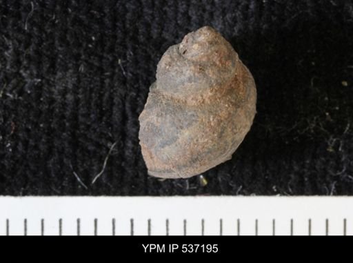 Viviparus montanaensis