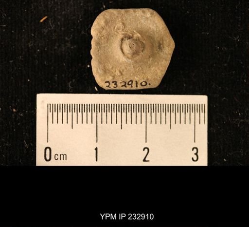 Archaeocidaris sp.
