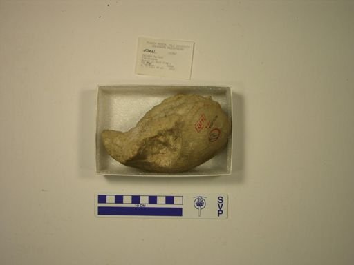 Mylodon harlani