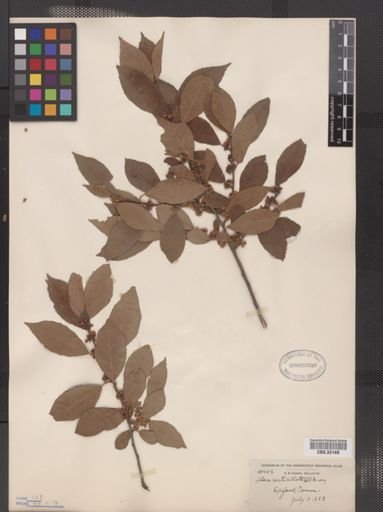 Ilex verticillata
