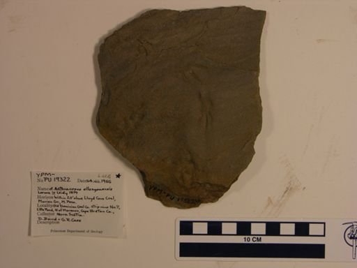cf. Anthracopus ellangowensis