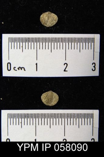 Anoplotheca concava
