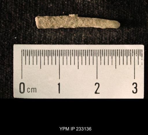 Archaeocidaris sp.