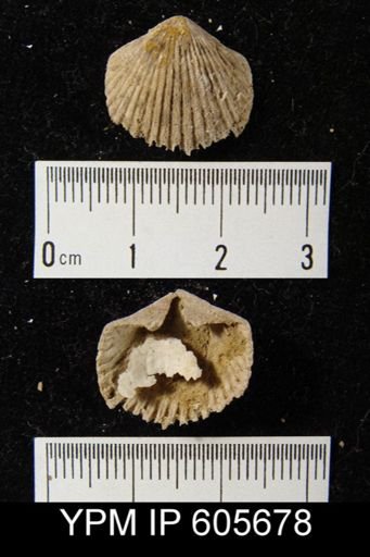 Hesperorthis tricenaria