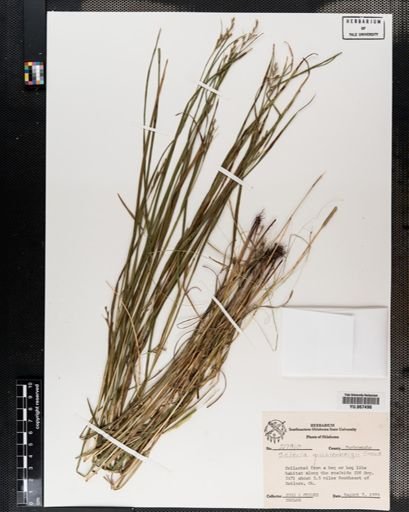 Plantae