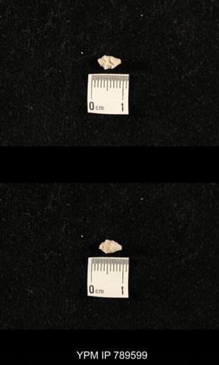 undet. Bryozoa