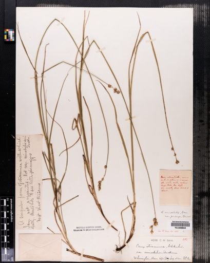 Carex normalis