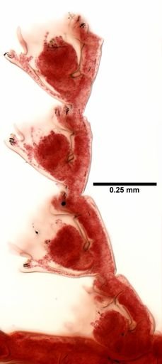 Aglaophenia pluma