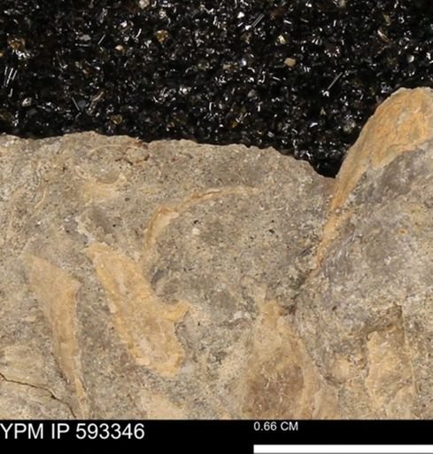 undet. Bivalvia
