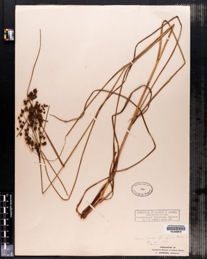 Scirpus cyperinus