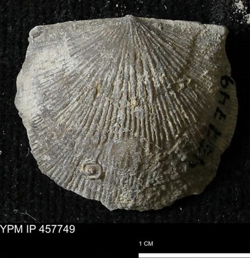 Strophodonta sp.