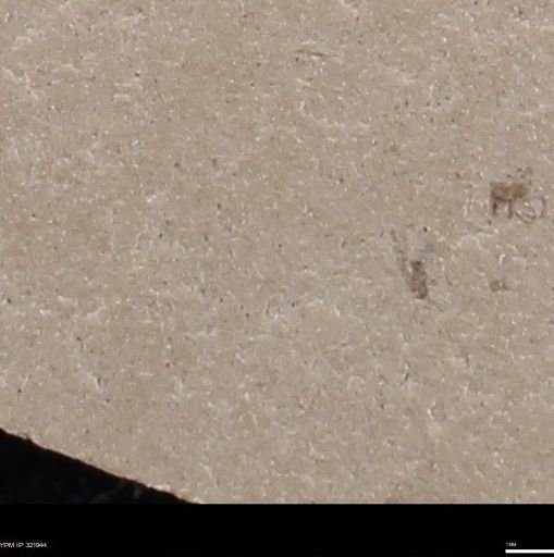undet. Insecta