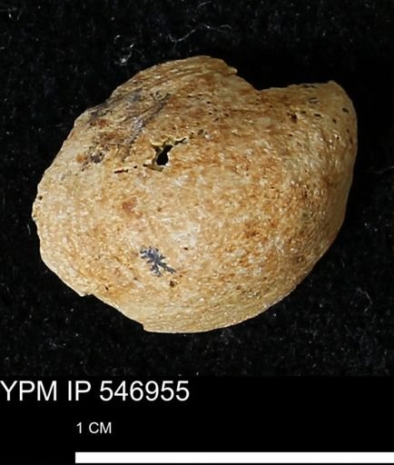 Crepidula fornicata