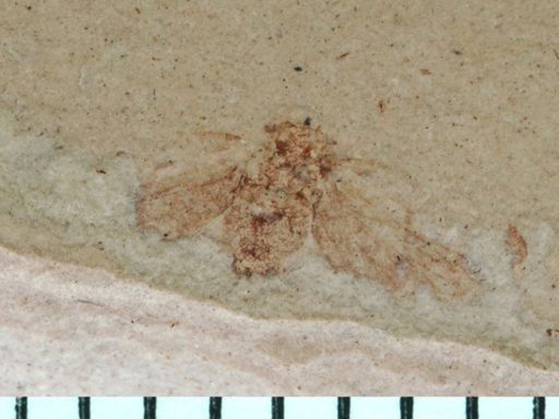 undet. Auchenorrhyncha