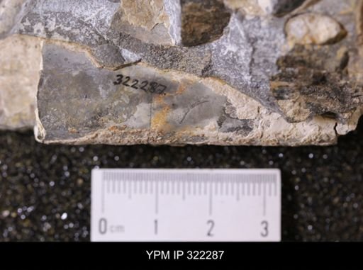 Baculites sp.