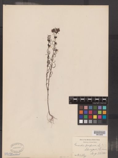 Agalinis purpurea