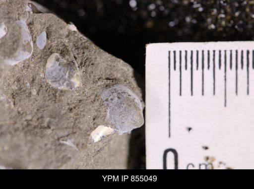 Protocardia subquadrata