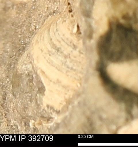 Protocardia subquadrata