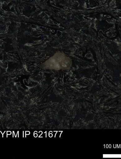 undet. Heterohelicidae