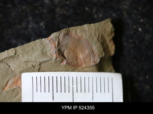undet. Stylophora