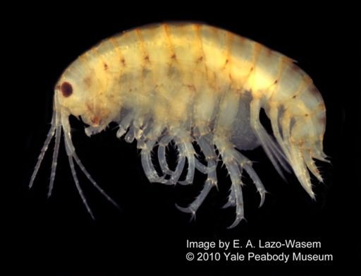 Hyalella azteca