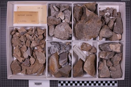 mixed taxa, stratigraphic collection