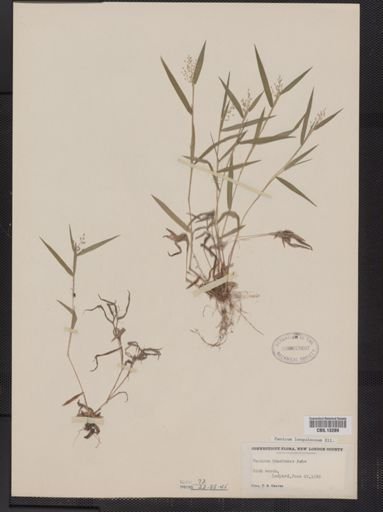 Panicum lanuginosum