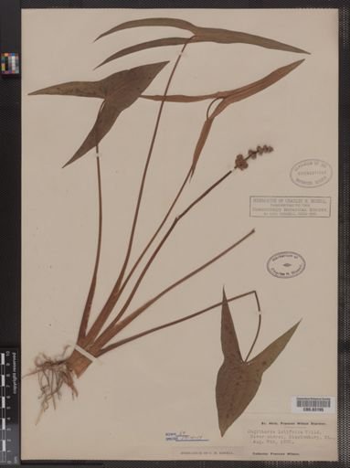 Sagittaria latifolia