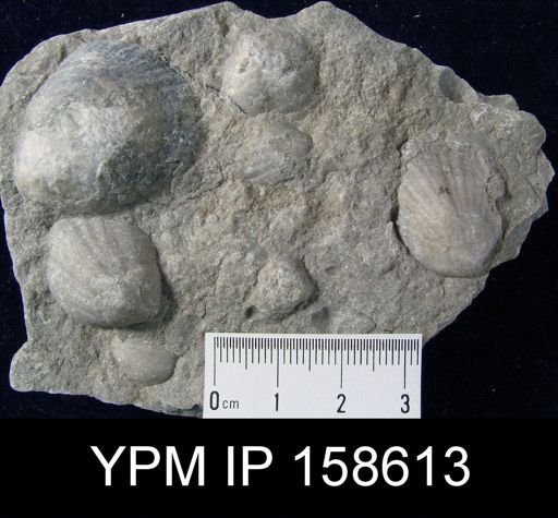 Clorinda barrandei