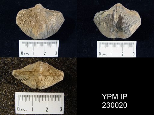 Neospirifer sp.