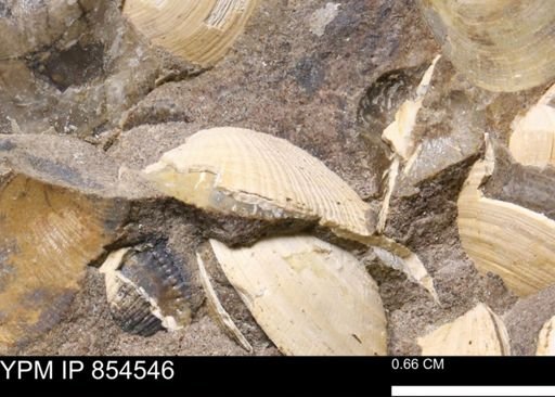 Parallelodon?