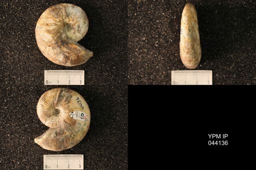 Hoploscaphites nicolletii