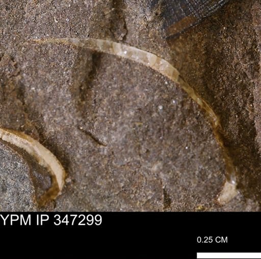 undet. Bivalvia