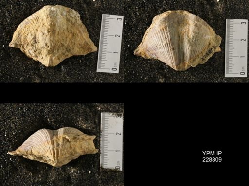 Neospirifer sp.