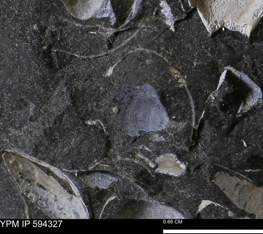 undet. Bivalvia