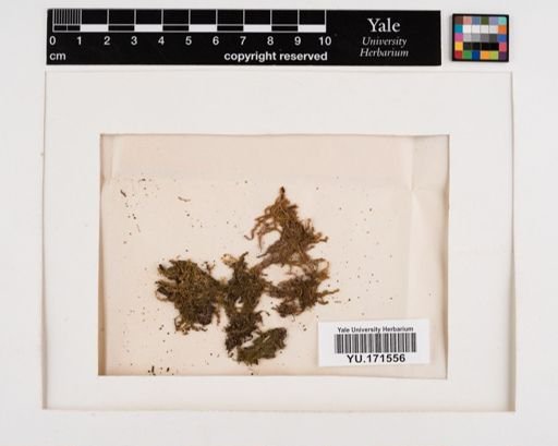 Plantae