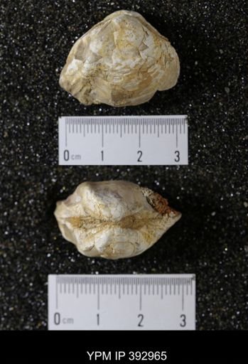 Scaphites sp.
