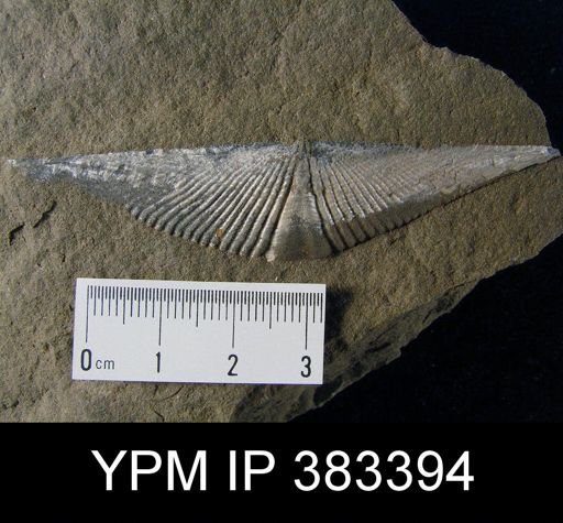 Mucrospirifer mucronatus