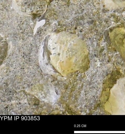 Corbulamella?