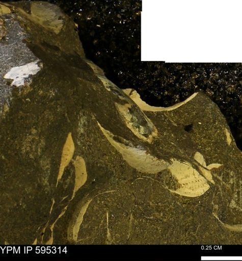 Protocardia sp.