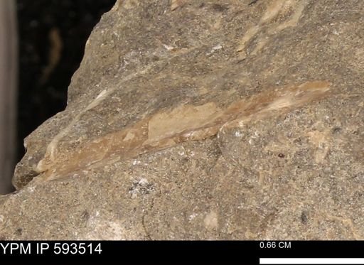 taxon undetermined