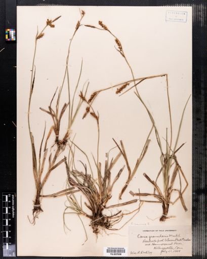 Carex granularis