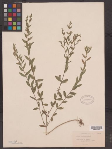 Linum striatum