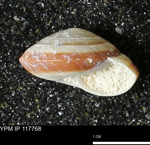 Poecilozonites bermudensis zonatus