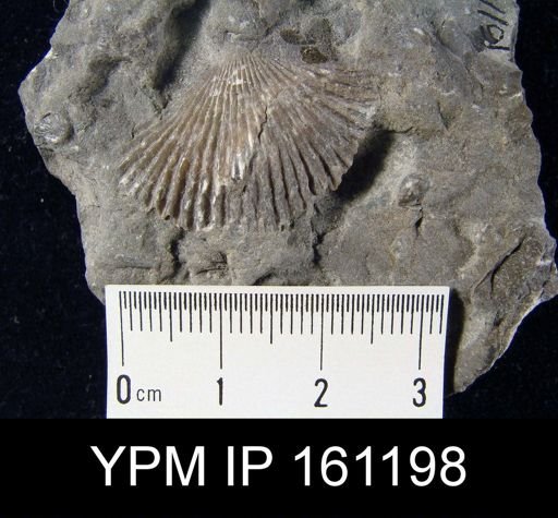 Dinorthis charletona