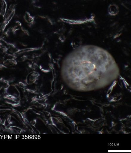 undet. Foraminiferida